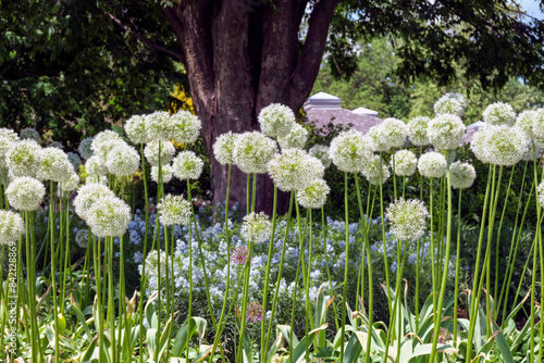 Fototapeta Naklejka Na Ścianę i Meble -  White allium flowers blooming in spring.
