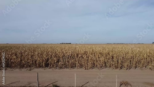 Campos sembrados con trigo que está naciendo y maíz listo para cosechar, vuelo rasante, toma con dron photo