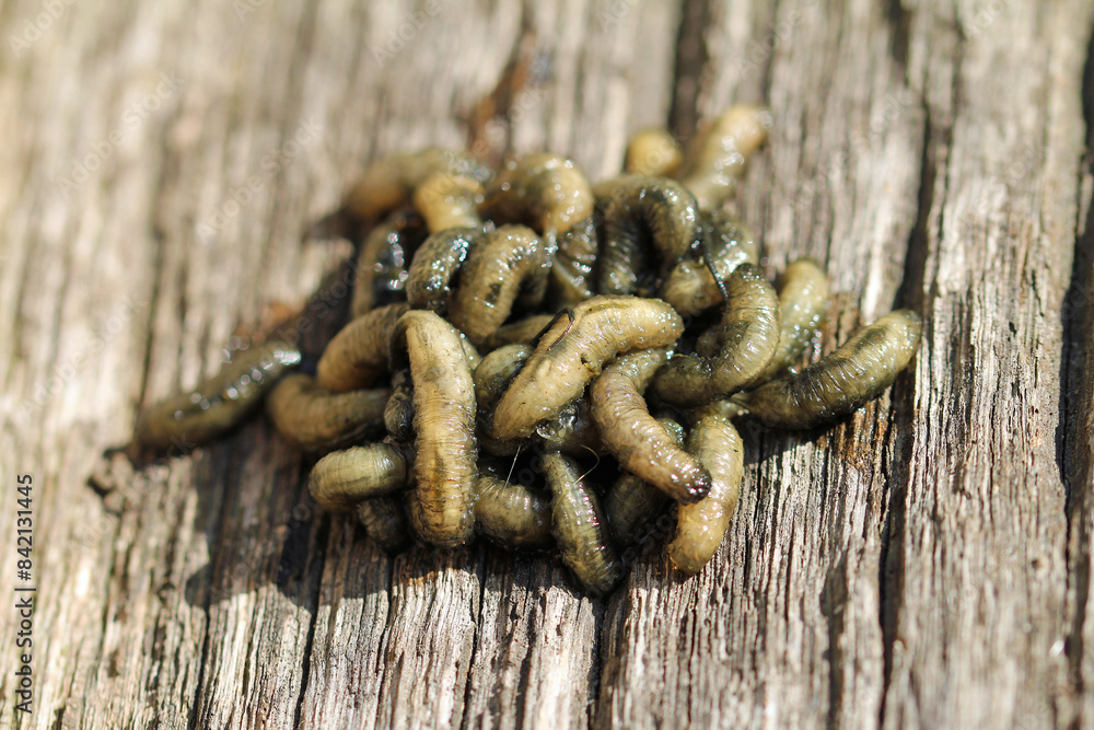 The larvae of the dung bees live in the cesspool