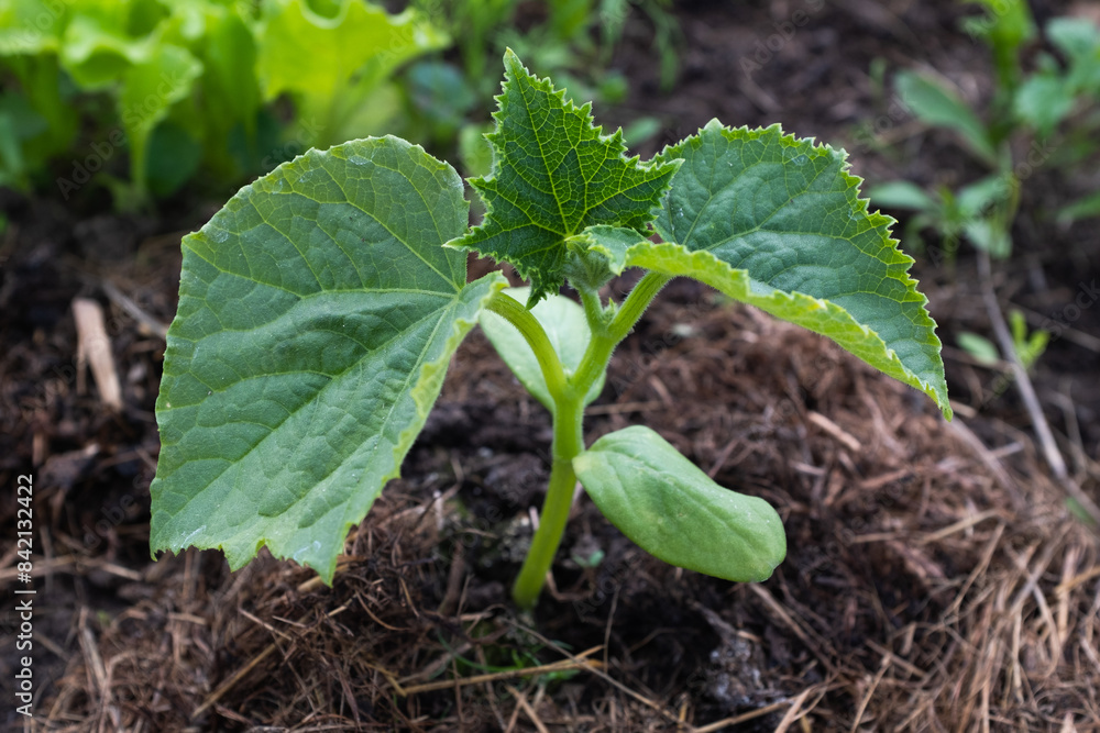 Green cucumber seedling, top view. Young sprout growing for publication, poster, calendar, post, screensaver, wallpaper, cover, website. Gardening concept. High quality photo Green cucumber seedling, top view. Young sprout growing for publication, poster, calendar, post, screensaver, wallpaper, cover, website. Gardening concept. High quality photo