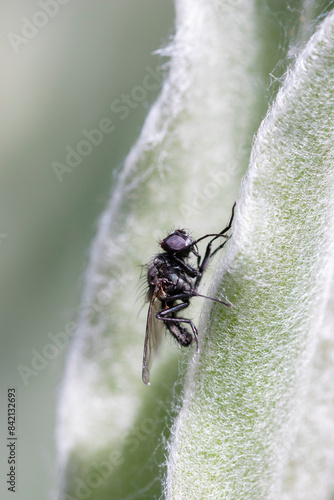 Small black fly on the stem of a Rose campion (Lychnis coronaria) plant