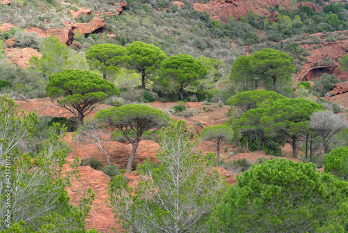 Pine trees and red sandstones formations in the Areny mountain in Mont-Roig, Tarragona, Catalonia, Spain. photo