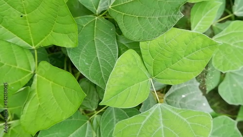 Wallpaper Mural green jicama leaves. flat lay Torontodigital.ca