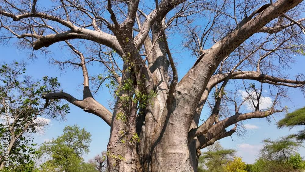 Scenic Baobab At Victoria Falls In Matabeleland North Zimbabwe. Baobab Tree Landscape. Wildlife Scenery. Victoria Falls At Matabeleland North Zimbabwe. Isolated Baobab. Wild Background. Scenic Baobab At Victoria Falls In Matabeleland North Zimbabwe. Baobab Tree Landscape. Wildlife Scenery. Victoria Falls At Matabeleland North Zimbabwe. Isolated Baobab. Wild Background.
