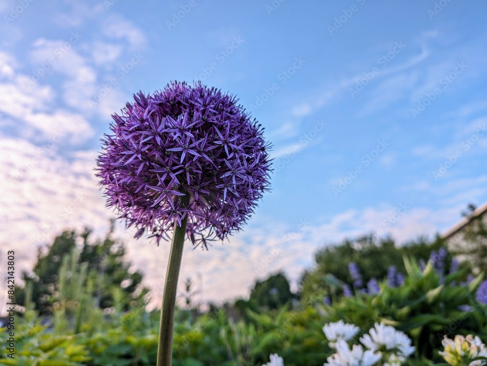 Closeup of delicate beautiful purple flowers, seasonal background, floral template, nature wallpaper