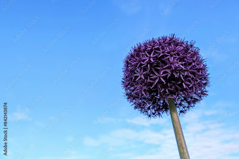 Closeup of delicate beautiful purple flowers, seasonal background, floral template, nature wallpaper