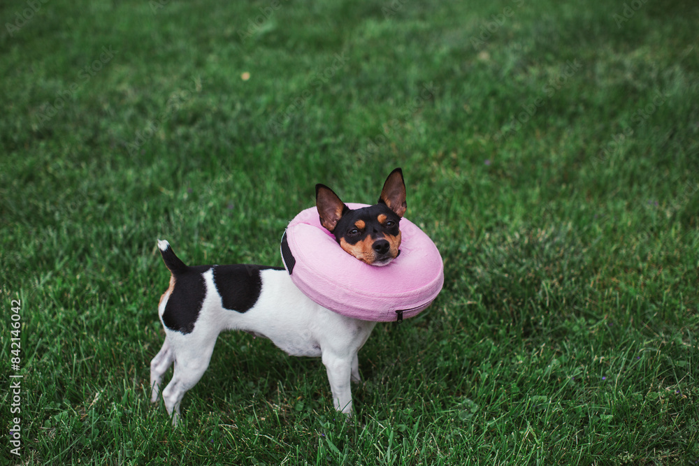 Rat terrier puppy with a recovery donut cone