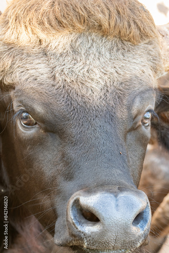 Close-up shot of a harmless bull looking at the camera.
