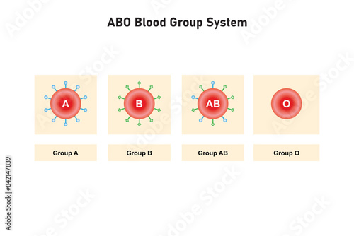 ABO Blood Group System Scientific Design. Vector Illustration.