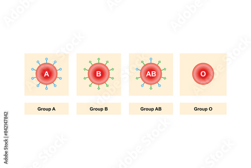 ABO Blood Group System Scientific Design. Vector Illustration.