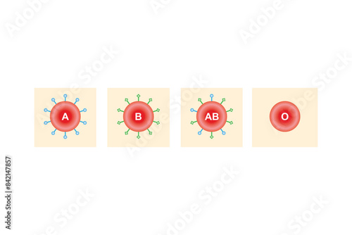 ABO Blood Group System Scientific Design. Vector Illustration.