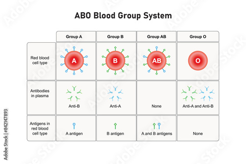 ABO Blood Group System Scientific Design. Vector Illustration.