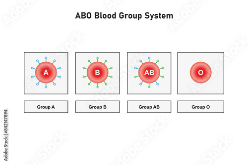 ABO Blood Group System Scientific Design. Vector Illustration. photo