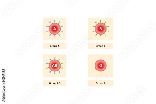 ABO Blood Group System Scientific Design. Vector Illustration.