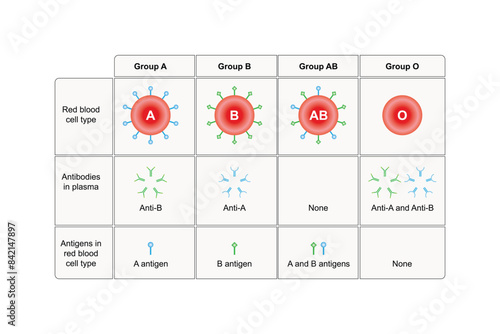 ABO Blood Group System Scientific Design. Vector Illustration.