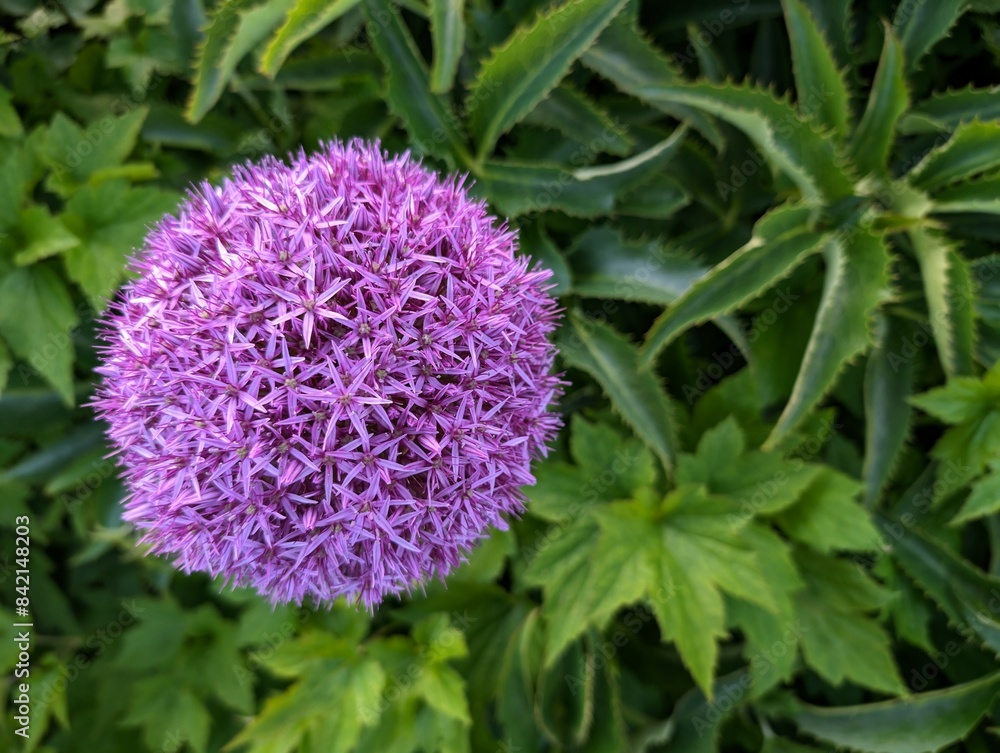 Closeup of delicate beautiful purple flowers, seasonal background, floral template, nature wallpaper
