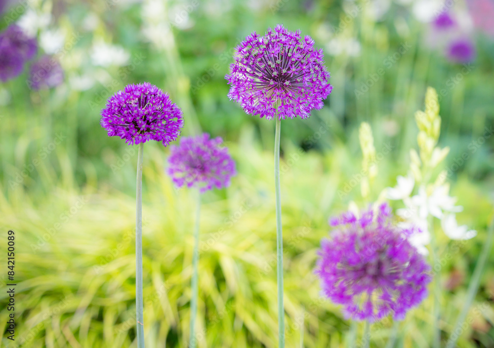 Obraz premium field of lavender