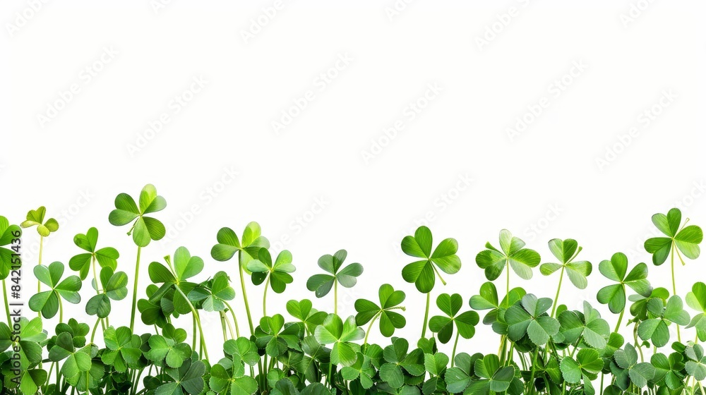 Fresh green clover leaves arranged against a clean white background. The vibrant green hues and delicate shapes of the clovers evoke a sense of freshness, growth, and natural beauty.
Fresh green clover leaves arranged against a clean white background. The vibrant green hues and delicate shapes of the clovers evoke a sense of freshness, growth, and natural beauty.