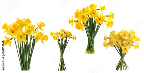 Wallpaper Mural Fresh yellow daffodil bouquets isolated on transparent background. Perfect for spring celebrations, floral arrangements, and home decor inspiration. Torontodigital.ca