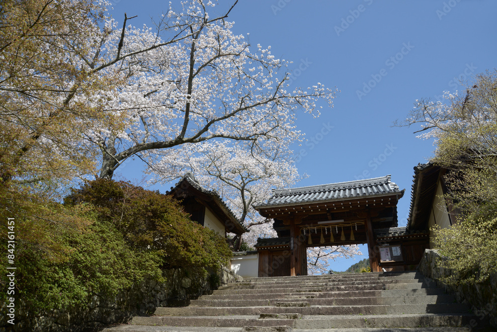 Fototapeta premium 春の毘沙門堂 薬医門 京都市山科区