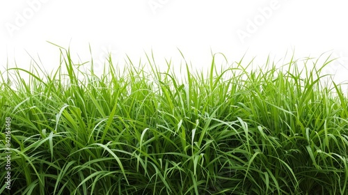 A lush green grass field stretches out against a white background  creating a sense of freshness and tranquility. 