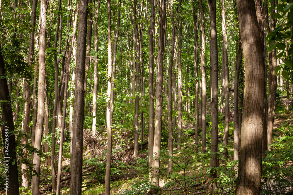 Dense Trees in a European Forest with trunks visible and leafy deciduous trees in a wood of serbia, in southeastern europe. Dense Trees in a European Forest with trunks visible and leafy deciduous trees in a wood of serbia, in southeastern europe.