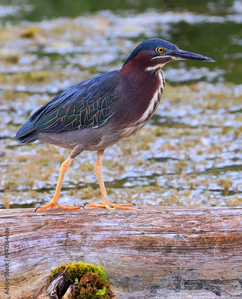 Fototapeta premium Black-crowned night heron sitting on the tree trunk on the river, Canada