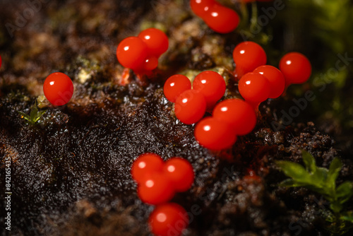 red caviar in the forest
