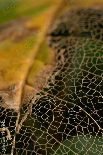 close up of a leaf