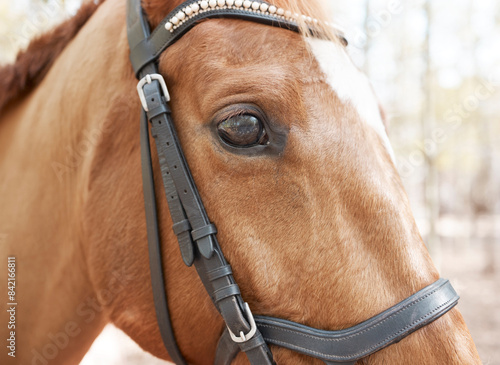 Horse, forest and profile of animal in nature for travel, adventure and summer in countryside. Eyes, stallion and pet with trees, mountain and woods in Canada for riding and sunshine on trail