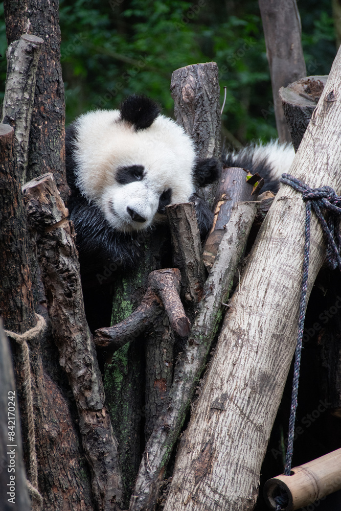 Obraz premium Giants panda playing together after the raining