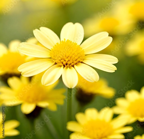 yellow daisy flower, yellow, summer, flowers, spring, plant, garden, macro, blossom, white, beauty, bloom, chamomile