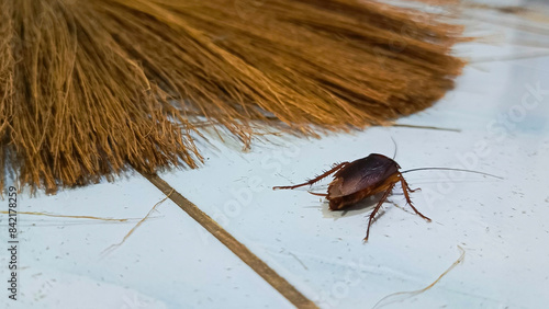 Cuadro en lienzo A cockroach walks on a white dirt-strewn floor next to a broom from behind, indicating pest control and extermination services