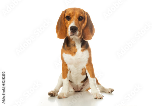 Adorable beagle dog sitting on a white background. The beagle's attentive and friendly expression makes it a charming and photogenic subject. Ideal for pet-themed projects.