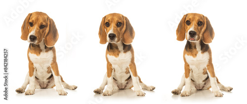 Beagle puppies sitting against a white background. The adorable dogs exhibit playful and curious expressions, making this photo perfect for pet and animal-themed projects. © Pedro