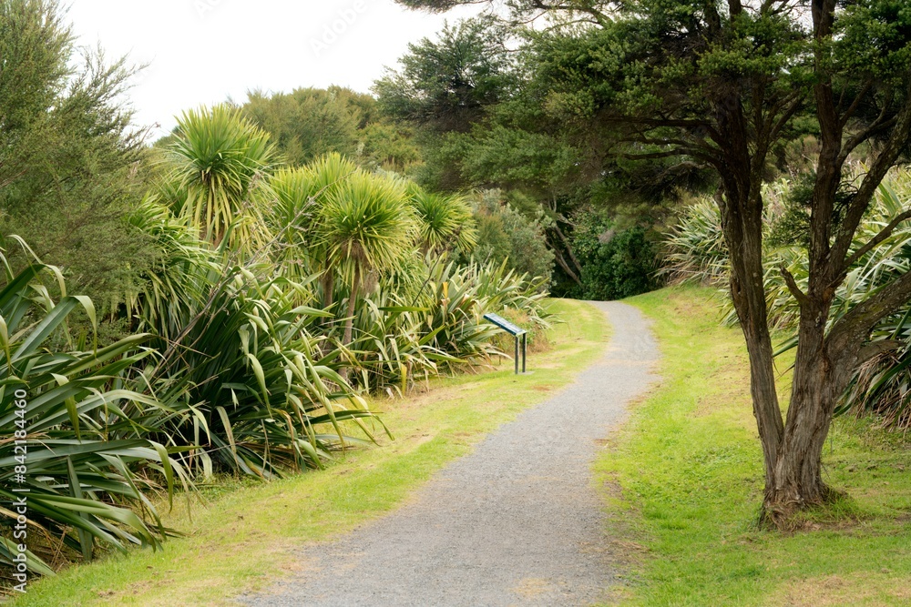 Autumn Footpath Through New Zealand Vegetation: Vibrant Foliage Trail in Natural Landscape Autumn Footpath Through New Zealand Vegetation: Vibrant Foliage Trail in Natural Landscape