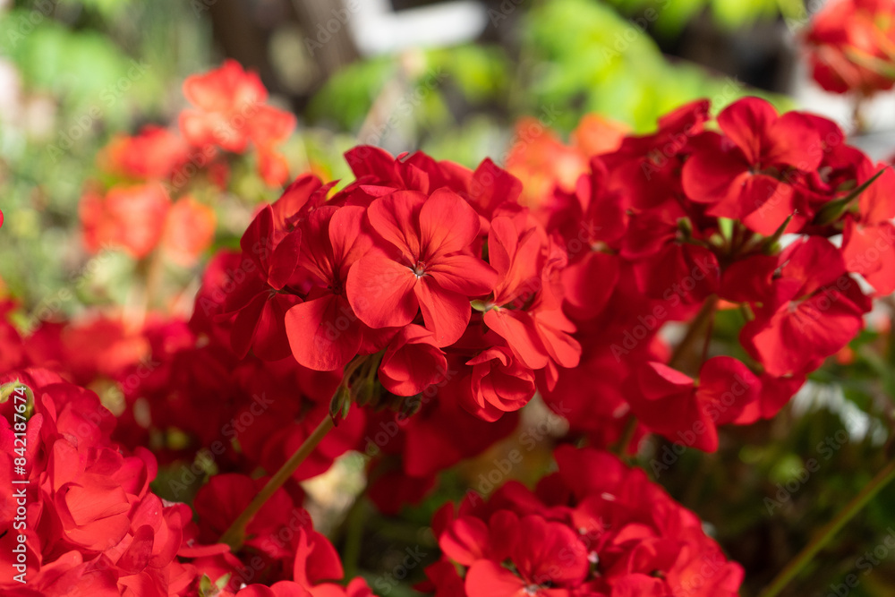 Red Geranium blossoms in closeup with green background Red Geranium blossoms in closeup with green background