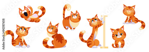 Set of Cute big tabby ginger Cat cartoon flat design illustration