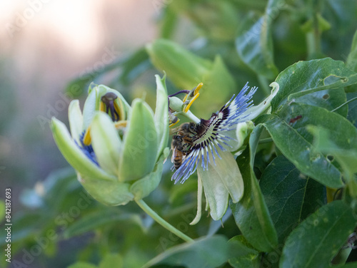 Closeup side view of passion flower blossom with two bees photo