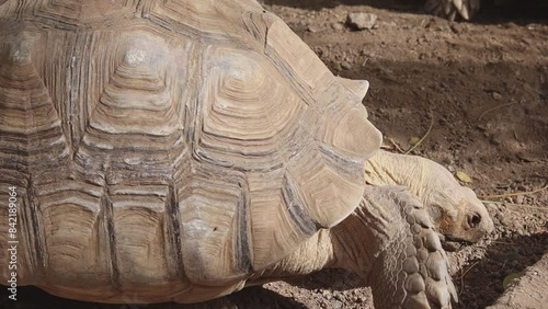 A land tortoise that moves slowly moving its head