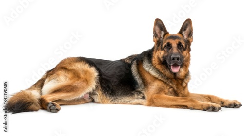 German Sheppit full body clearly photo on white background , 