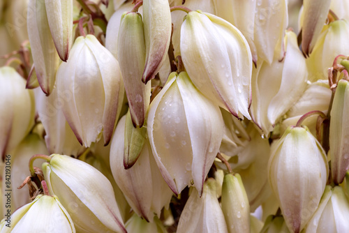 Blooming yucca in water drops after rain. Close-up, light floral background. Ornamental plants, landscaping of streets and private properties, landscape design