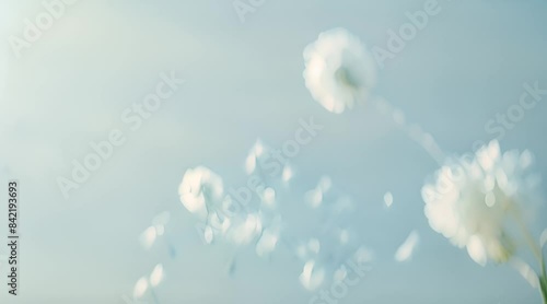 Dandelion fluff background for aesthetic minimalism style background. Light blue color wallpaper with elegant and light flying fluffs on empty wall photo