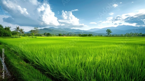 Picturesque green grass scenery in a rice field on a farm for agriculture