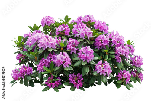 Beautiful blooming rhododendron bush with vibrant pink flowers, lush green leaves, and vibrant petals on a white background.