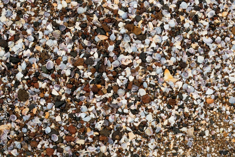 background of shells background of shells