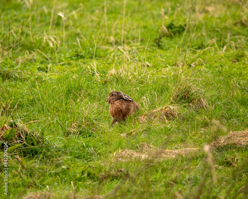 a hair sitting the grass