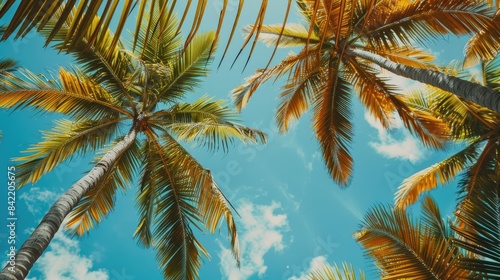 Close up shot of a picturesque palm tree branches creating a stunning backdrop