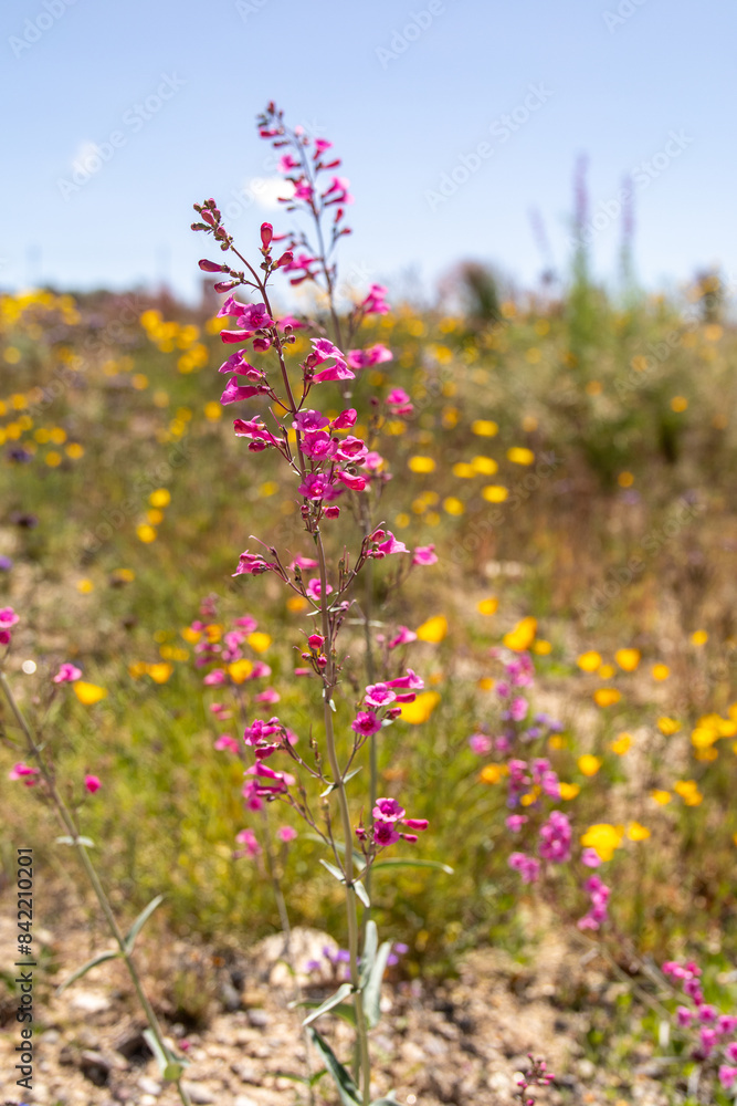 Fototapeta premium Tucson wild blooms
