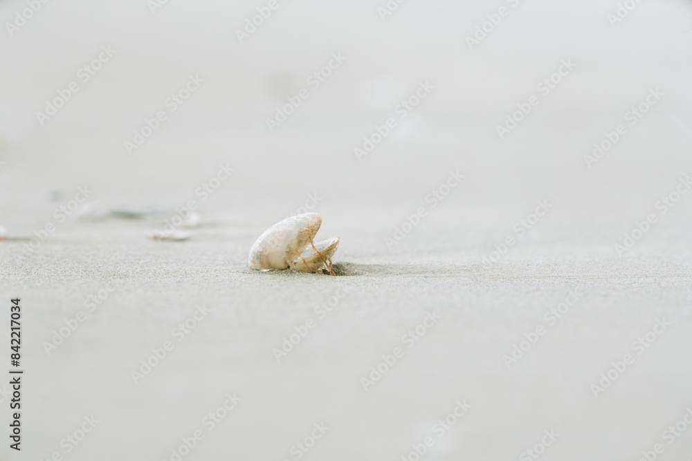 seashells on the beach